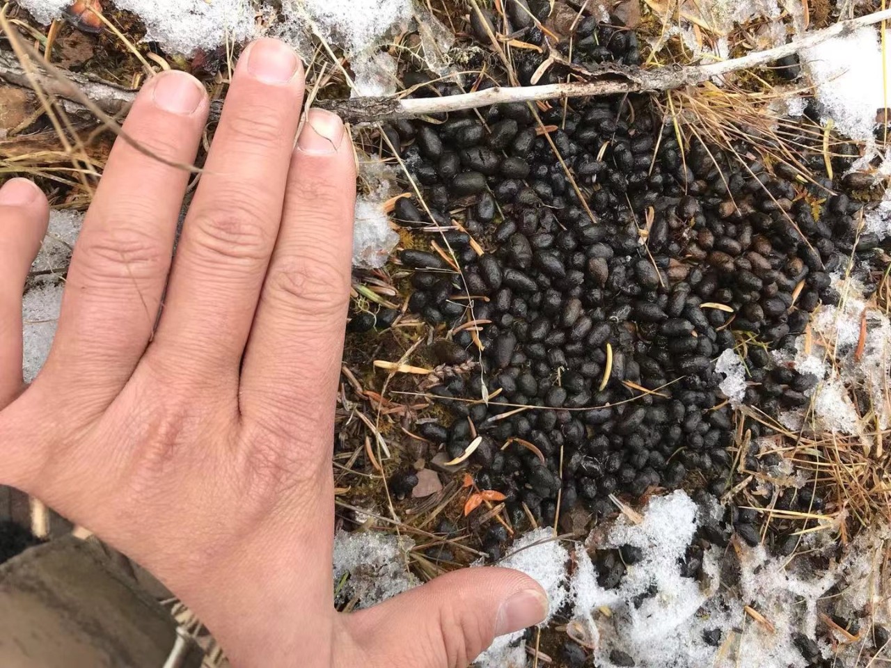 野生林麝的粪便图片